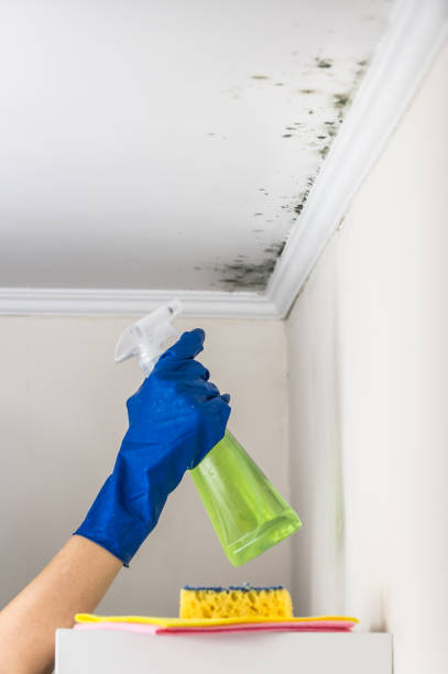 Why You Should Choose Our Mold Remediation Services in Berthoud, CO